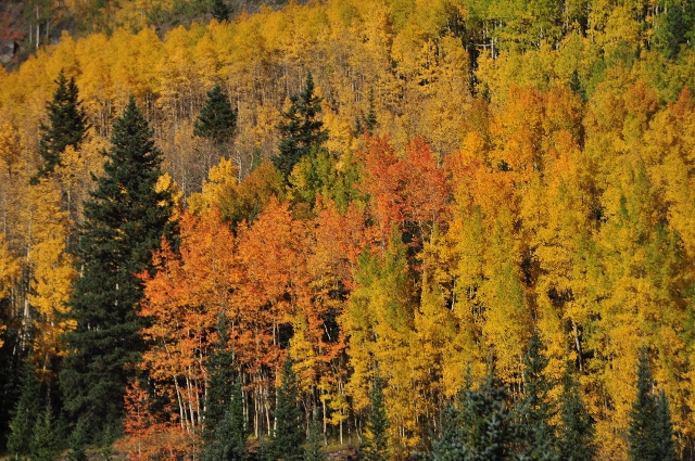 jeep tour to Brown Mountain